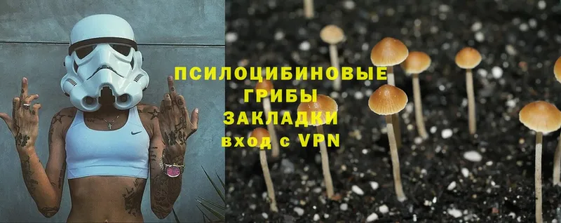 где продают наркотики  Сальск  Псилоцибиновые грибы Psilocybine cubensis 